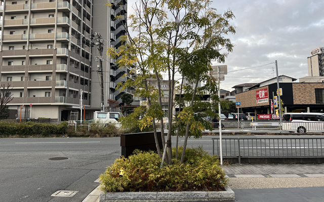 玄関前の植木の剪定写真